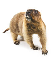 Marmotte | Guet-Apens Extermination