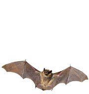 Bats | Guet-Apens Extermination