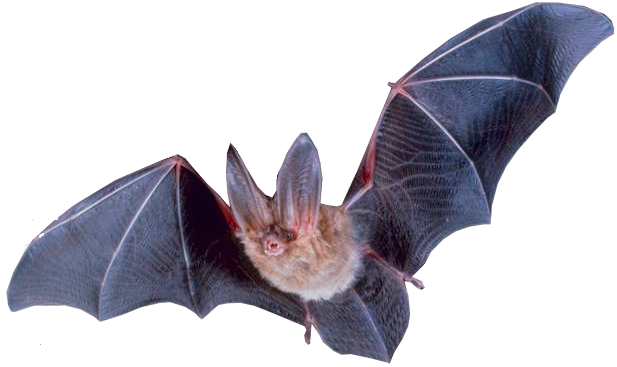 Capture de Chauve-souris | Guet-Apens Extermination