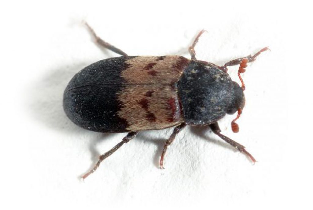 Larder beetle Extermination GuetApens Extermination