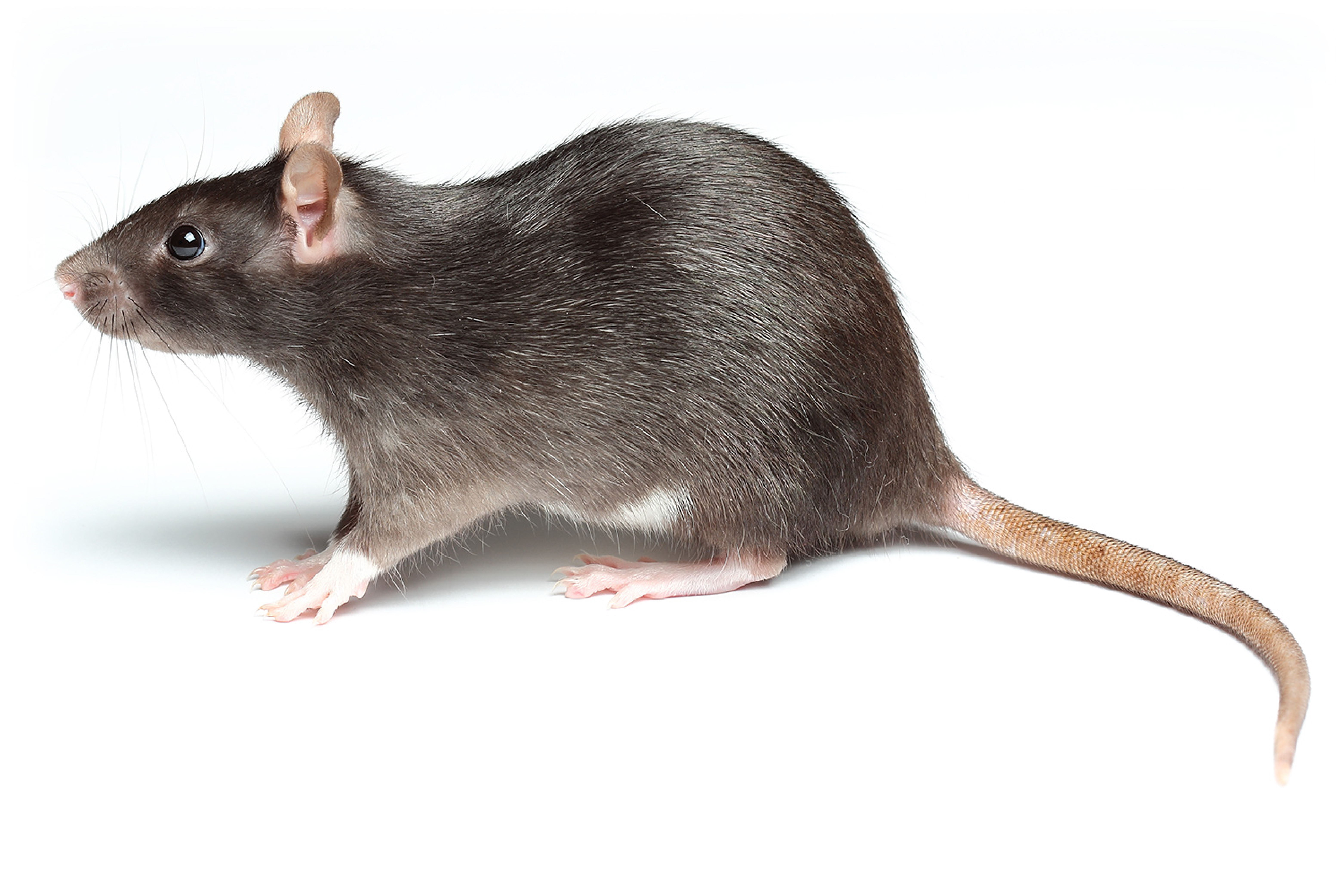 Rats | Guet-Apens Extermination