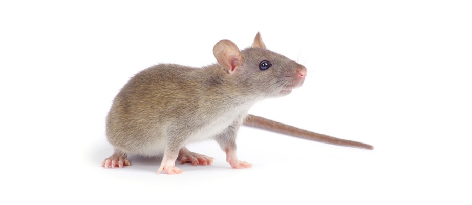 Souris extermination : quel appât pour attirer une souris ou un rat ?